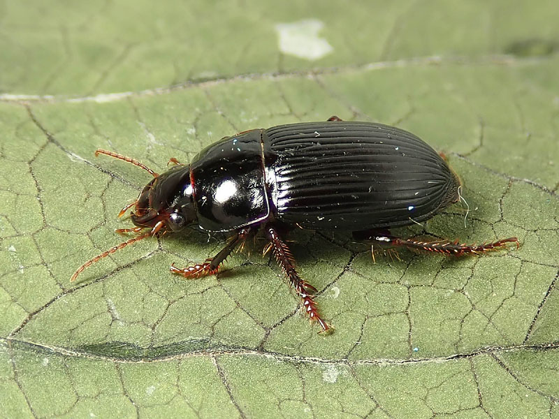 Carabidae: Harpalus tardus o forse H. anxius ?